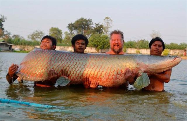 亚马逊河里的王者，把食人鱼当点心，却被人类用棒槌敲成保护动物