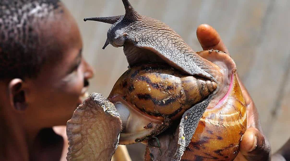 29只盖罩大蜗牛活体寄到我国，入侵的危害有多大？（物种入侵）