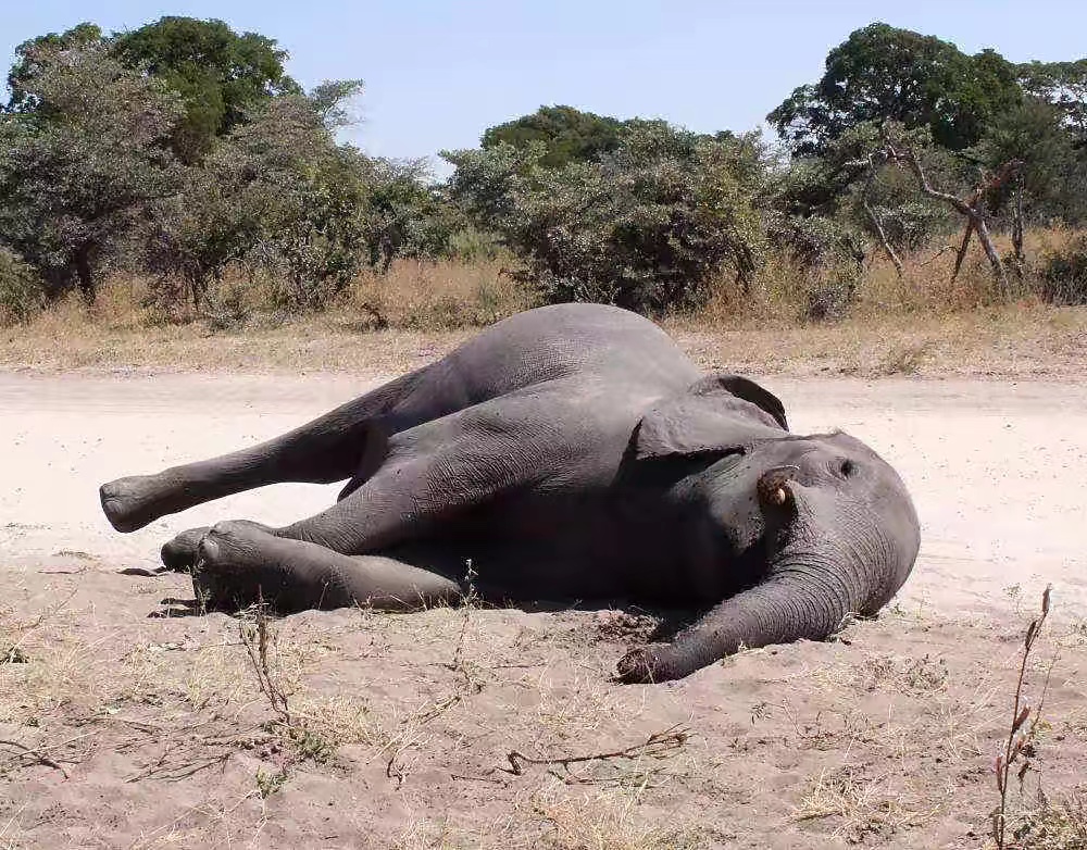 在野外碰见大象尸体 为什么千万不要碰？碰了大象的尸体会很严重