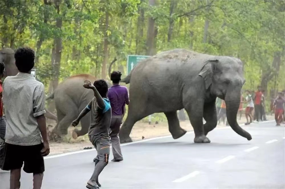 中国大象进村觅食备受欢迎，印度大象被喂到“爆炸”（食物不足）
