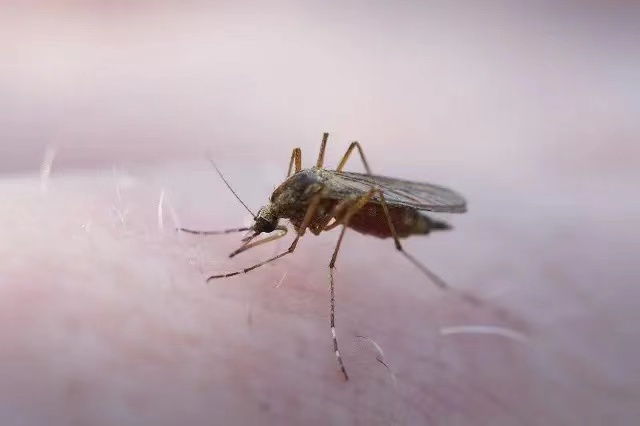 致命的害虫，杀手蚊子（造成每年72.5万人死亡）