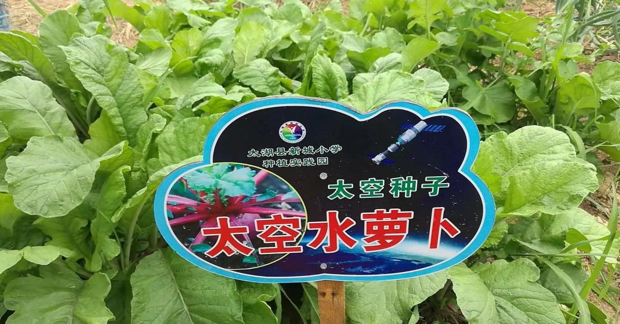 中国神舟升空携带种子，为何中国热衷于培养太空蔬菜