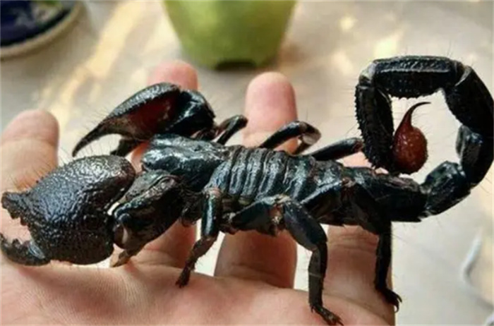 世界上最大的蝎子 可以来到40cm（帝王蝎）