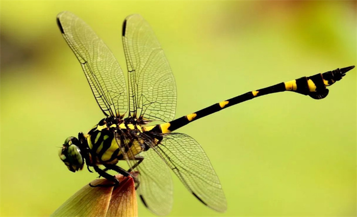 世界上眼睛最多的生物 一共有5万多只眼睛（蜻蜓）