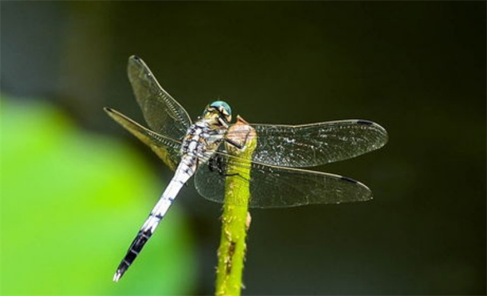 世界上眼睛最多的生物 一共有5万多只眼睛（蜻蜓）