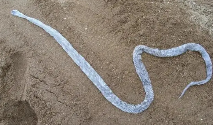 蟒蛇能无限生长，如果给它足够长的寿命，最大可以长到多大？
