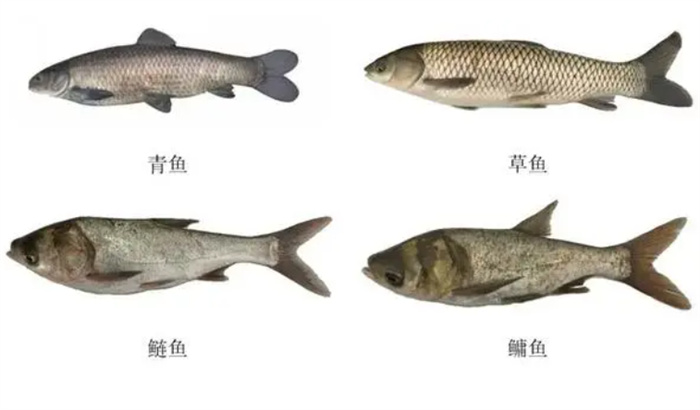 作为“四大家鱼”之首 青鱼为何成为了养殖量最少的鱼