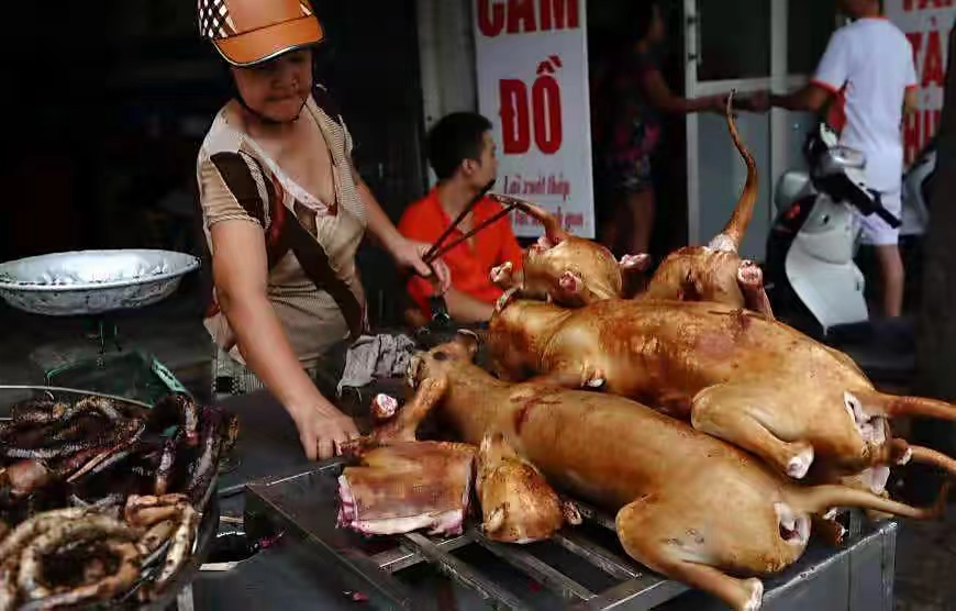 中国人什么都敢吃，为什么拒绝吃猫肉，难道仅仅是因为猫肉发酸？