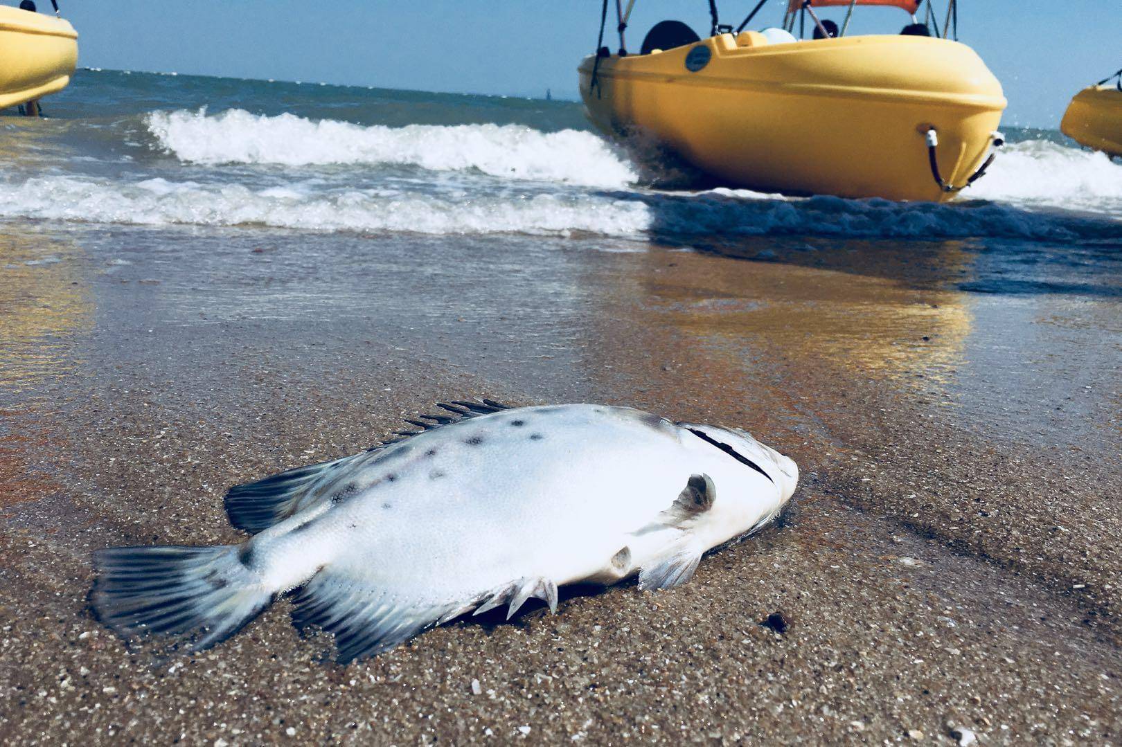 美国海岸死鱼数量渐多，是被高温热死的吗？（水温变化）