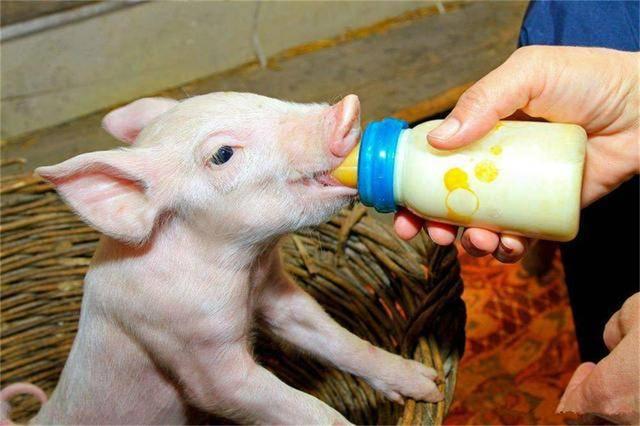牛奶、羊奶和驼奶都有人喝，猪奶营养价值更高，没人喝？