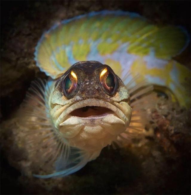 其貌不扬的后颌鱼，为什么从爸爸的嘴里出生？（惊人繁殖方式）