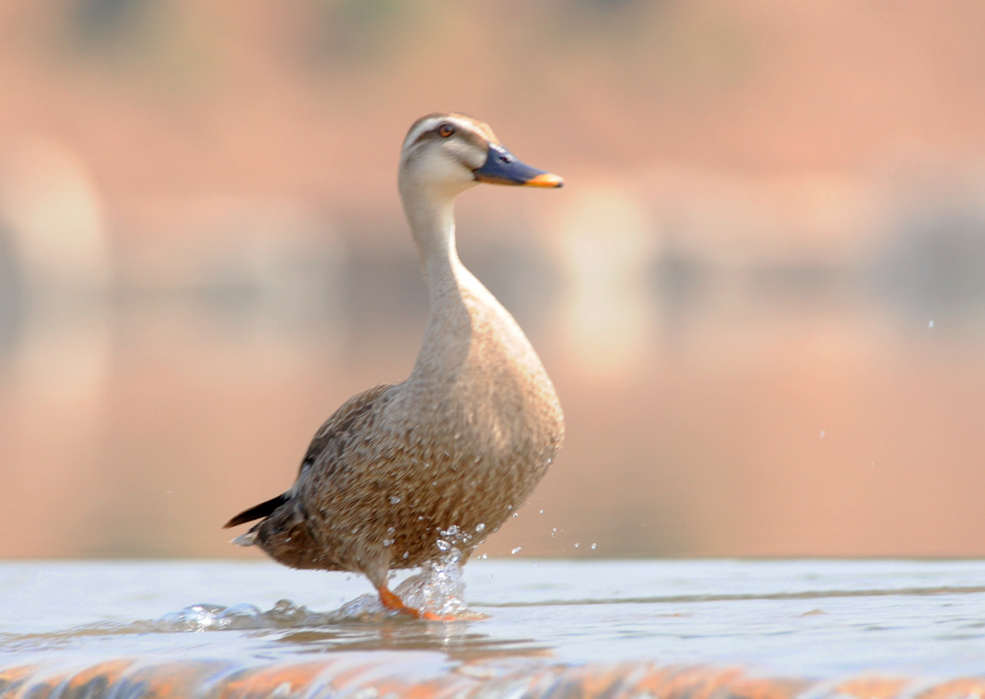 天津首次发现特殊斑嘴鸭，数目有上百万只（稀缺物种）