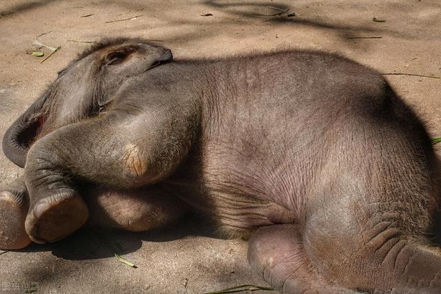是站着睡还是躺着睡？大象睡觉姿势到底是怎么样？