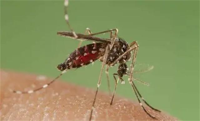 为何蚊子出现更频繁了？部分地区蚊子全年活跃？