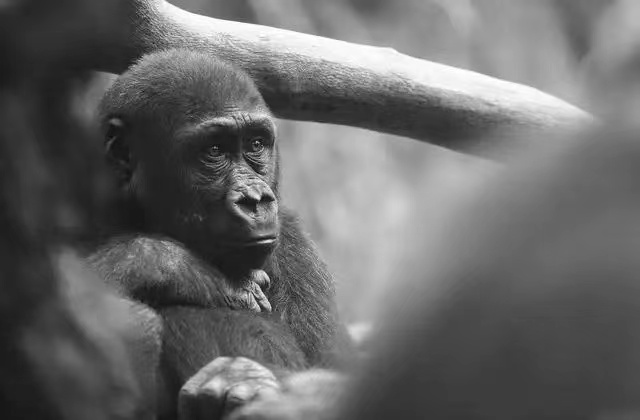 为什么人类比黑猩猩少了一对染色体 是进化论出错吗 （基因融合）