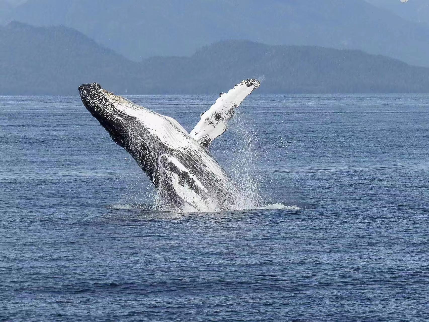 体型巨大的鲸鱼，为什么会突然跃出水面，然后再重重地摔进海里？