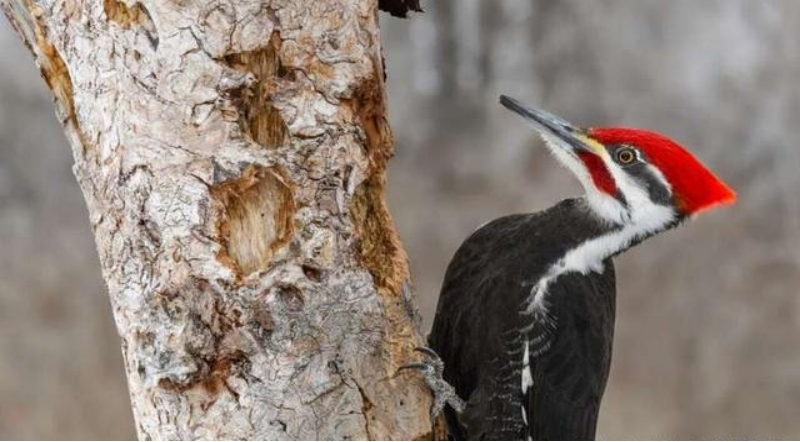 啄木鸟 磕头 速度每秒55米 不会把自己的脑袋磕坏吗 （特殊结构）