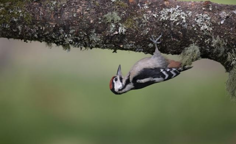 啄木鸟 磕头 速度每秒55米 不会把自己的脑袋磕坏吗 （特殊结构）