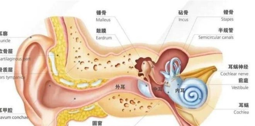 每天掏个不停，耳屎是耳朵里的好东西吗？  （有人总不听劝）