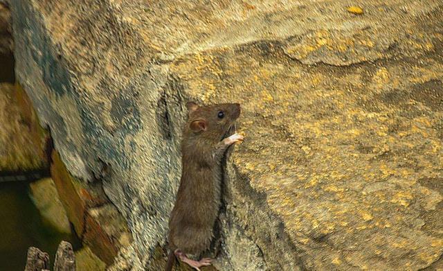 澳大利亚的鼠患有多可怕？灭鼠按“吨”算，土地被老鼠“淹没”！