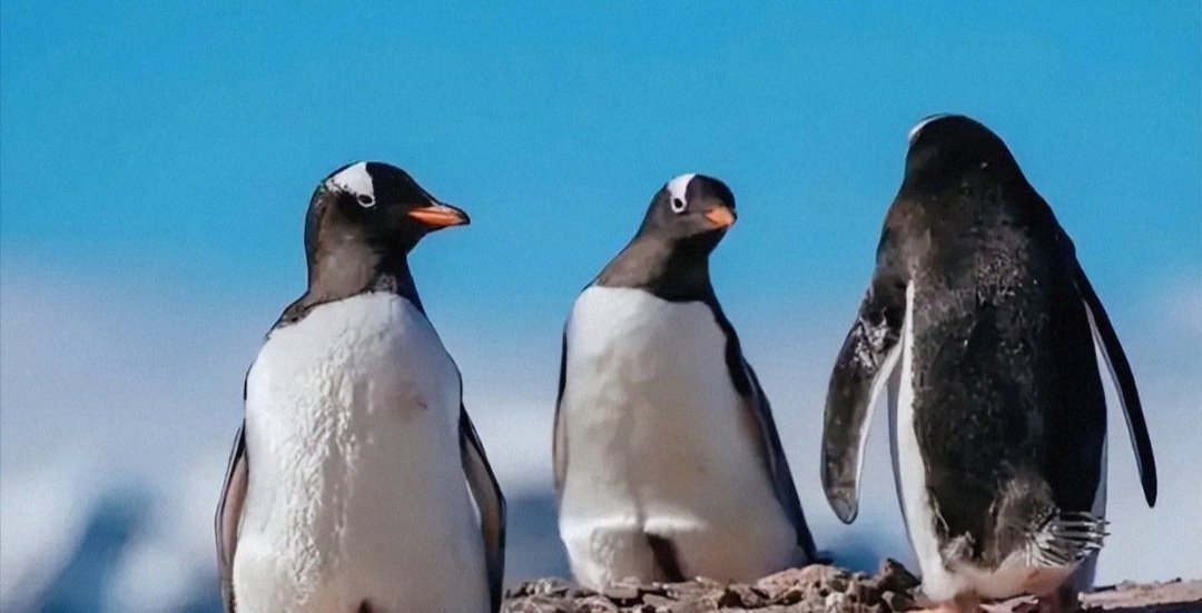 北极不存在企鹅？在北极的69只企鹅 会存在有后代吗？(不能繁育)