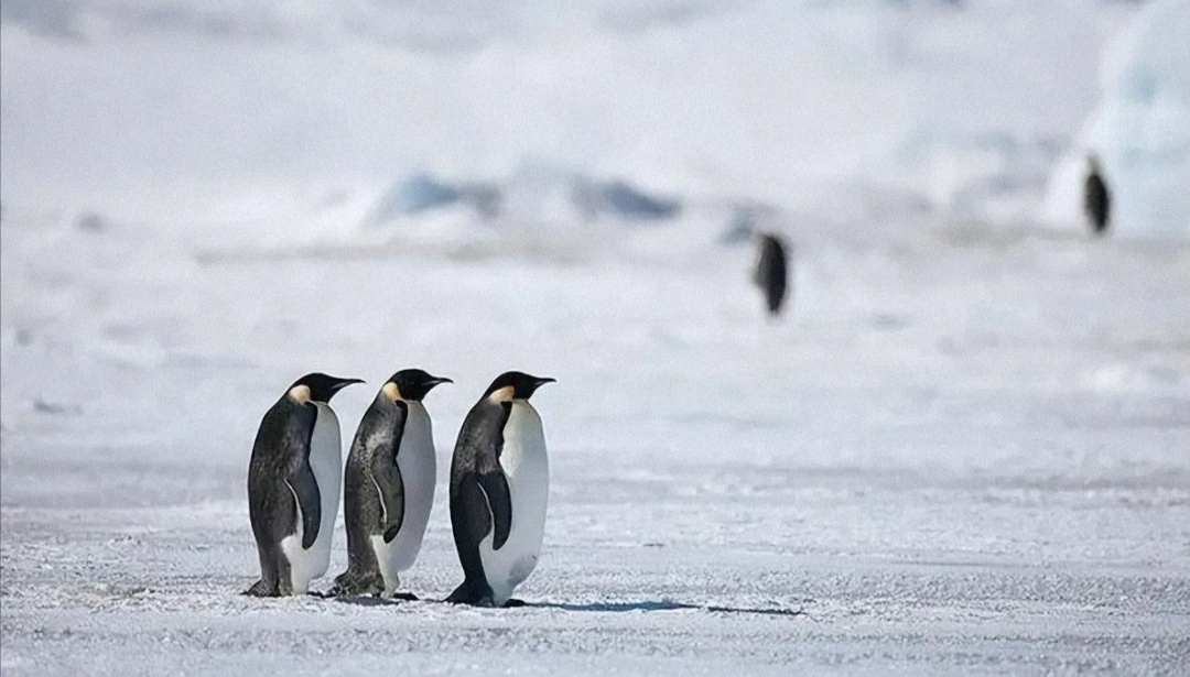 北极不存在企鹅？在北极的69只企鹅 会存在有后代吗？(不能繁育)