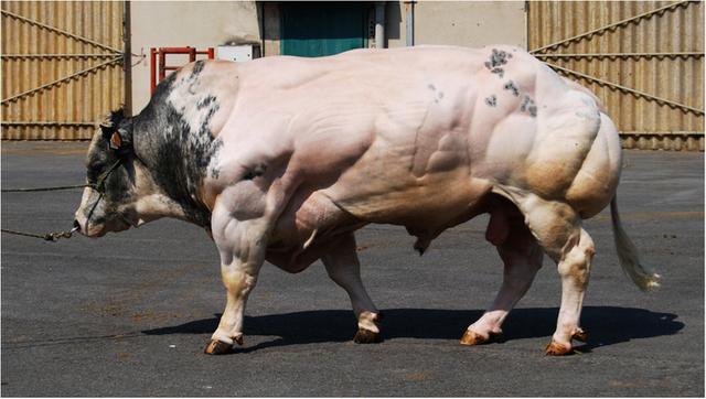 人类改造的“畸形产物”，比利时蓝牛一天长3斤肉一生充满悲剧