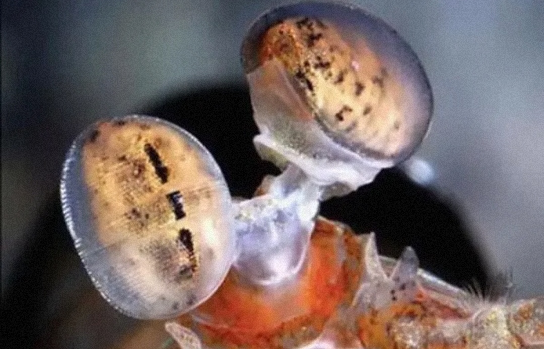 螳螂虾，全身黑科技，不进化 堪称怪物。(身体十分坚硬特殊结构)