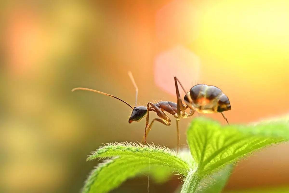 为了繁殖优质后代，雌性工蚁将头部缩小20%（动物进化）
