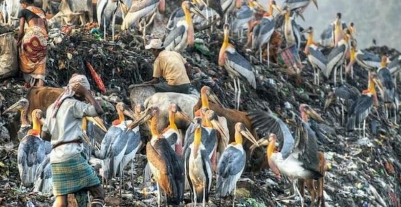印度“垃圾山”有比人高的巨鸟，人们为什么宁愿捡垃圾也不吃？