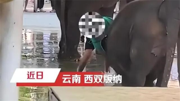 网传云南一公园多人用针扎小象 怀疑虐待小象