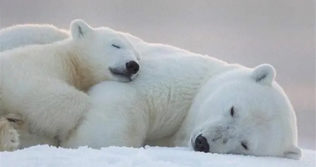 北极高温不断，北极熊，正在走向灭绝 (全球变暖的危机)