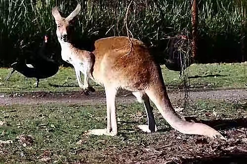 有一种澳洲动物外表可爱，实际上却出拳打人（澳洲袋鼠）