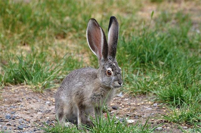 吃草就长肉，繁殖能力惊人，为什么兔子没有成为人类的主要肉食？