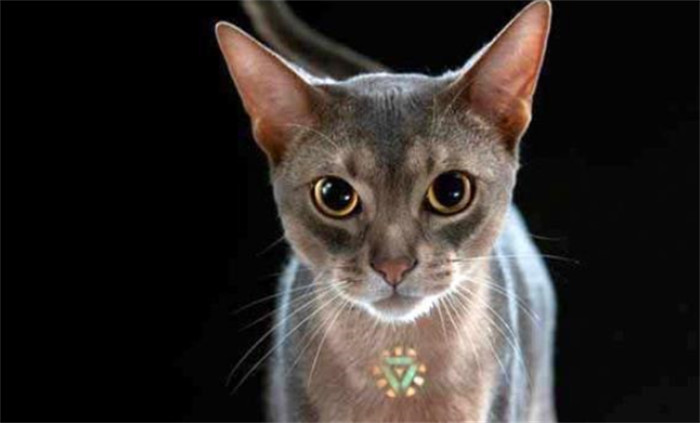 世界上最高血统的猫 阿比西尼亚猫（高贵血统）