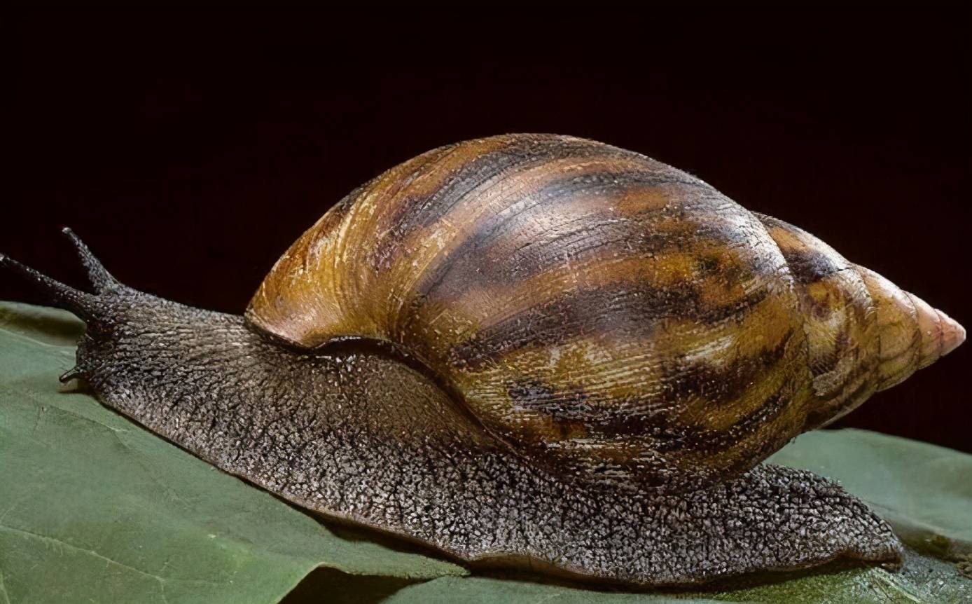 非洲大蜗牛入侵我国，有什么可怕之处？（携带细菌病毒）