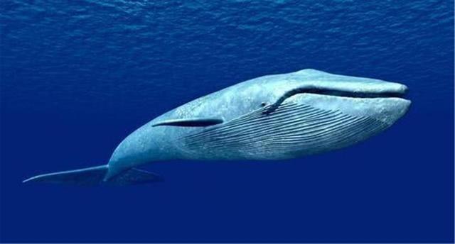 关于鲸鱼的那点事：蓝鲸丁丁3米长，灰鲸交配还得“老王”来帮忙