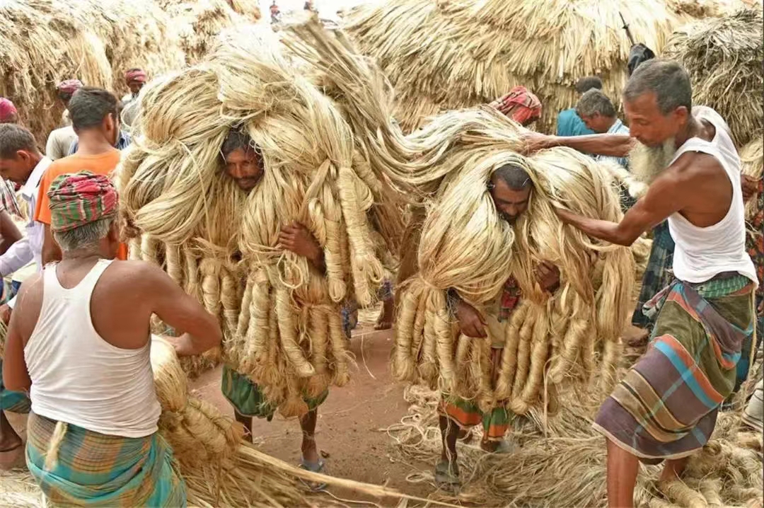 黄麻在中国是没人种的杂草在印度却产值33亿（在中国被纤维取代）