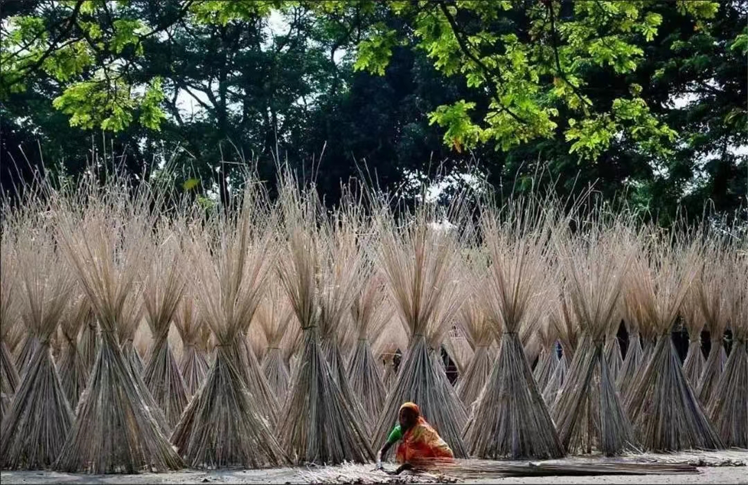 黄麻在中国是没人种的杂草在印度却产值33亿（在中国被纤维取代）