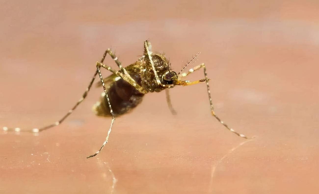 美国打算放生10亿基因改造蚊子（人为改造蚊子）