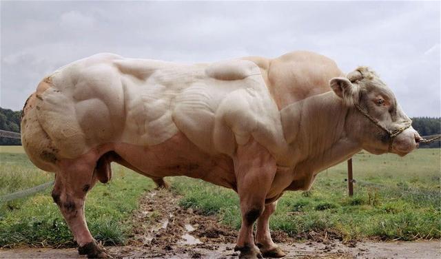 牛只吃草为什么能长出一身肌肉？其实它们偷偷在肚子里吃“肉”