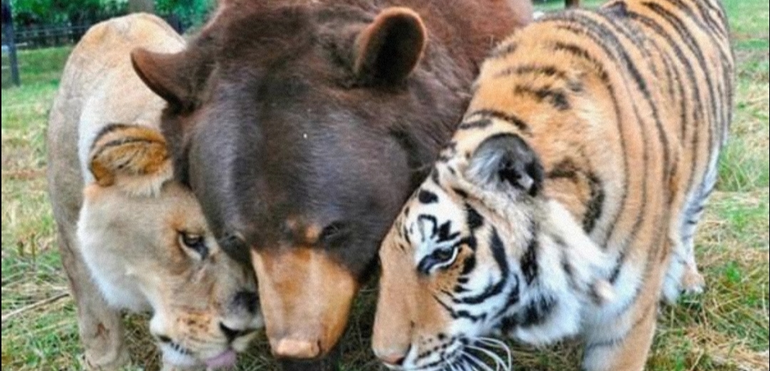 世上只有一个的熊狮虎，真实存在，让人为之感动。(不可思议)