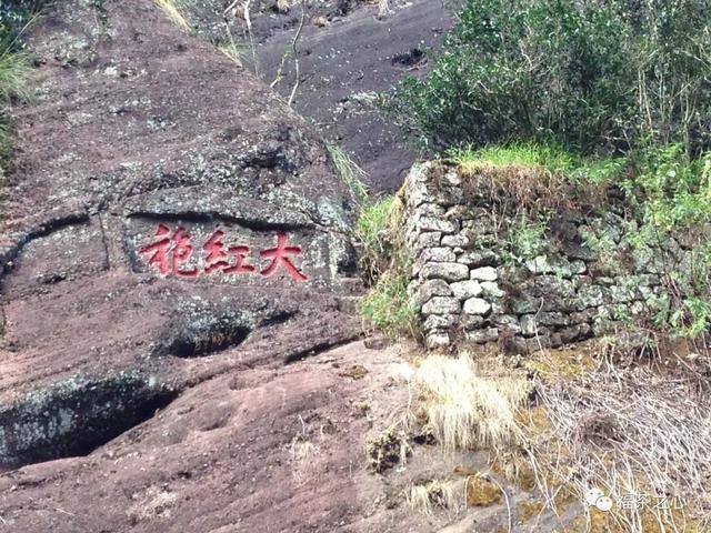 中国很罕见：1棵投保1亿，1棵警卫专门保护（十分珍稀的树）