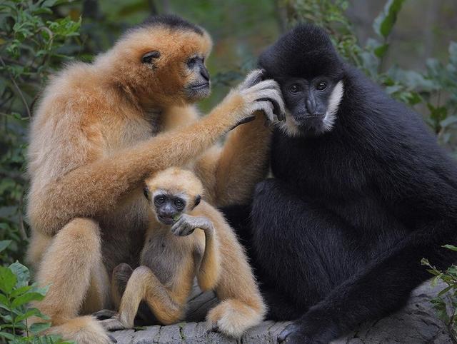 2021年日本一动物园发现母长臂猿“独居怀孕”，饲养员险些背锅