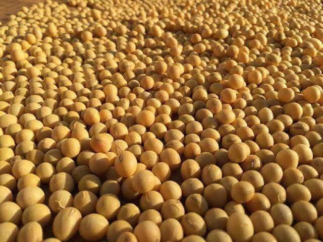 江苏发现了600平罕见野生大豆，解决大豆紧缺需要它？