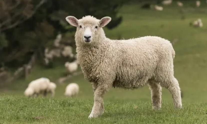 雄性绵羊的长寿秘诀被科学家发现，可以适用于人类吗？令男性纠结