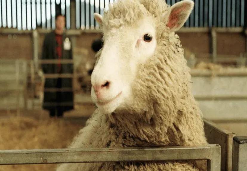 雄性绵羊的长寿秘诀被科学家发现，可以适用于人类吗？令男性纠结