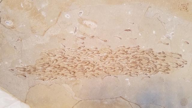 两百多条鱼，为何同时被封印在化石里五千万年？原因很难说清