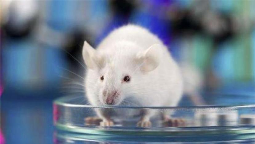 美国实验证明，8只小白鼠在乐园生存1588天，会变得异常暴躁