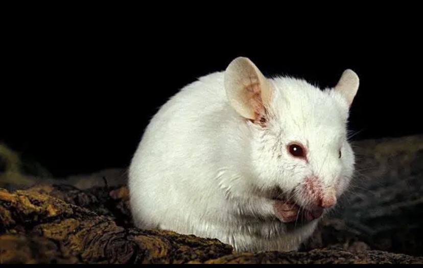 美国实验证明，8只小白鼠在乐园生存1588天，会变得异常暴躁